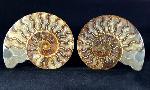 Cleoniceras (Grycia) besairiei COLLIGNON 1949 - Bild © FossNet FossilienStore
